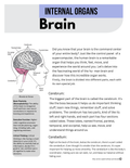 The Brain {5-8}